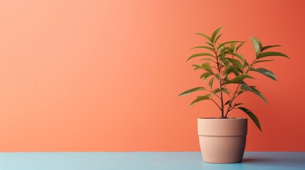 Plant against a colorful background with copy space, minimalistic and elegant 