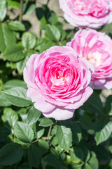 Beautiful roses in the park.