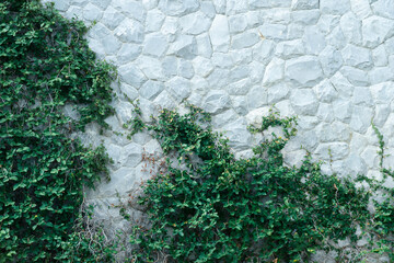 green climbing plant on white rock cement wall in garden