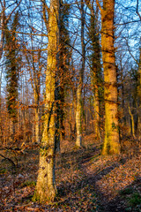 Sonne im Wald