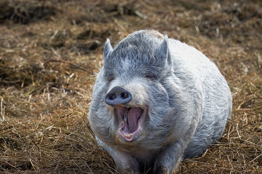 A female mini pig with grey fur lays on hay and yawns right toward the camera lens on a sunny spring day. Close-up grey fur mini pig with open mouth.