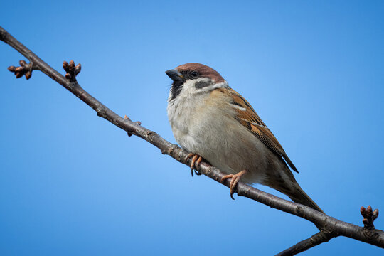 Eurasian tree sparrow sits on a thin branch without leaves on a sunny spring day. Close-up portrait of Eurasian tree sparrow with blue sky background and copyspace.