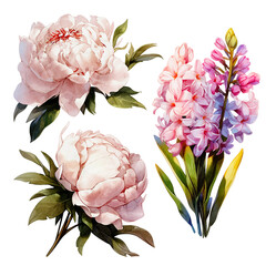 Watercolor of flowers peonies and hyacinth  collection. It's perfect for cards, patterns, flowers compositions, frames, wedding cards and invitations. Hand painted.