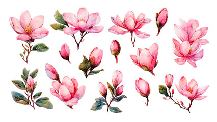 Watercolor of flowers magnolia collection. It's perfect for cards, patterns, flowers compositions, frames, wedding cards and invitations. Hand painted. - obrazy, fototapety, plakaty