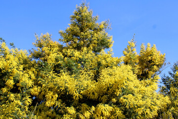 Fototapeta premium Albero di Mimosa Fabaceae con cielo azzurro