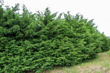 Thuja occidentalis or northern white-cedar or eastern white-cedar or arborvitae evergreen...