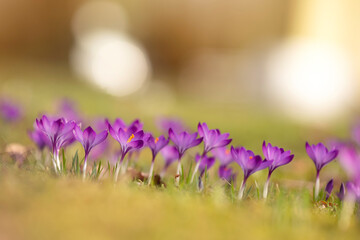 Wiosenne kwiaty, Fioletowe Krokusy na łące. 