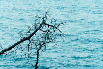 branch of tree with blue sea water background