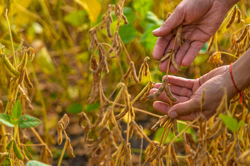 soybeans in the hands of a farmer on the field. Selective focus.