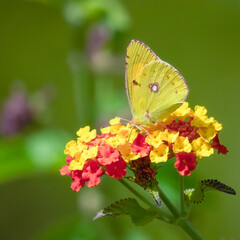 Clouded Yellow