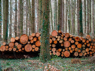 Frisch gefälltes markiertes und abholbereites Holz im Wald