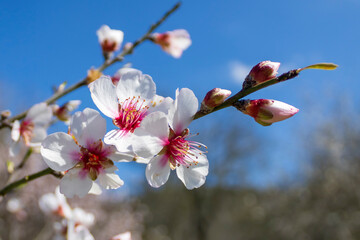 Close-up of white and pink almond blossoms in front of blue sky