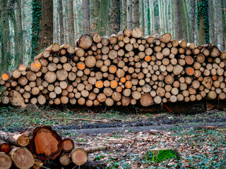 Gefällte markierte und zur Abholung bereite Baumstämme im Wald