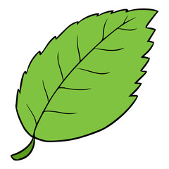 menthol leaf illustration hand drawn isolated vector