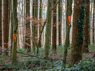 Zur Fällung markierte Bäume im Mischwald