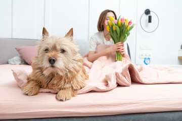 Close up portrait of cute pet dog sitting on bed and woman lying and smiling on background in the...