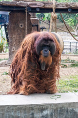 An orang utan at Lembang Park and Zoo, Bandung, Indonesia © Marlon Hutajulu