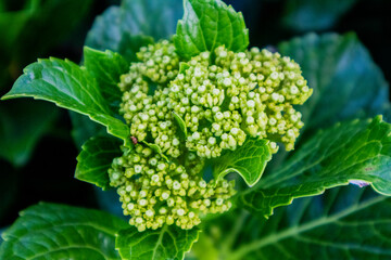 A hydrangea macrophylla at Cikole Camping Park, Bandung, Indonesia, a perfect camping destination.