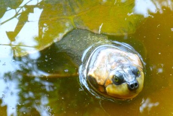 Turtle in water