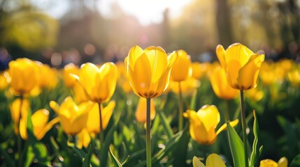 In spring, flowers bloom with vibrant colors, radiating beauty, coolness, and tranquility