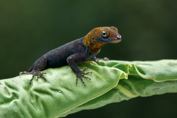 Naklejka premium Yellow-headed Gecko (Gonatodes albogularis) is a smallish species of gecko found in Central and South America.