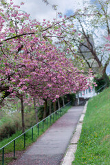 The path in the park is dotted with petals of blooming pink sakura. Sakura trees loom over the path