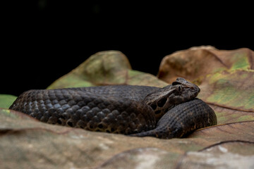 The Death Adder snake (Acanthophis antarticus) native to Australia, is known as one of the most dangerous snakes in the world.