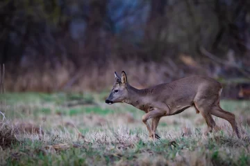 Fotobehang Roe deer (Capreolus capreolus) on a meadow in spring © Michael Krüger