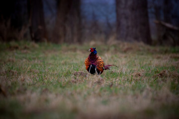 Male Pheasant (Phasianus colchicus) On a meadow in spring