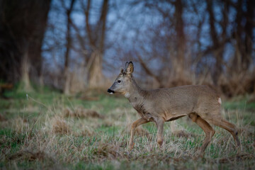 Naklejka na ściany i meble Roe deer (Capreolus capreolus) on a meadow in spring