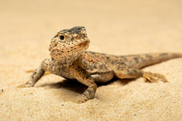 Toad-headed Agama or Secret Toadhead Agama (Phrynocephalus mystaceus) is a species of agamid...