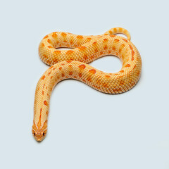 The Western Hognose Snake (Heterodon nasicus) is a species of snake endemic to North America. 