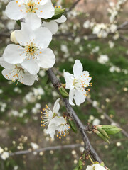 Ukraine, cherry blossoms