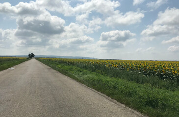Ukraine, Road along a field of sunflowers