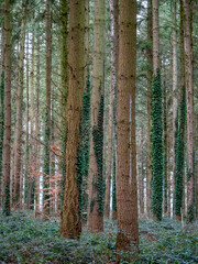 Obraz premium Fichten Wald