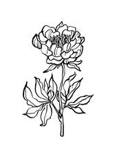 Vector illustration - ink sketch peony flowers branch. Art for for prints, wall art, banner, background