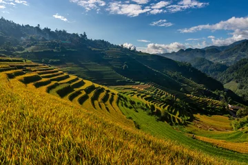Fototapete Mu Cang Chai Rice fields on terraced of Mu Cang Chai, YenBai, Vietnam.