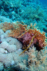 Colorful, picturesque coral reef at bottom of tropical sea, yellow fire coral, underwater landscape