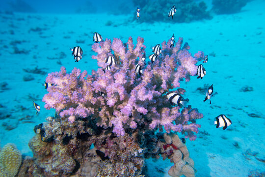 Colorful, picturesque coral reef at sandy bottom of tropical sea, stony corals and fishes whitetail Dascyllus, underwater landscape