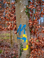 Zur Fällung markierte Bäume im Mischwald