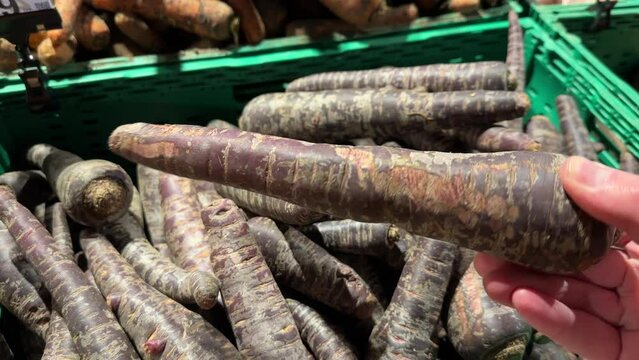 Man chooses purple carrots in a grocery supermarket. Close-up shot.