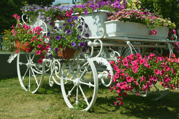 Fototapeta na wymiar White outdoor decorative flowerbed - carriage cart with large wheels loaded with boxes of blooming red, lilac and pink petunias