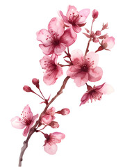 individual botanical Cherry Blossom (Sakura), simple watercolor illustration