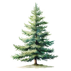 individual botanical Christmas Tree (Fir, Pine, or Spruce), simple water color illustration