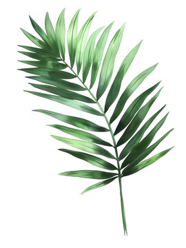 individual botanical Palm Sunday Palms leaf, simple water color illustration