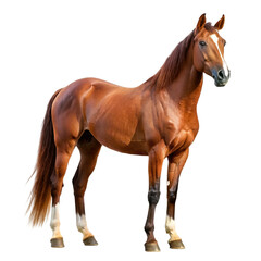 brown Horse on transparent background