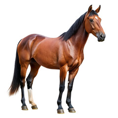 brown Horse on transparent background