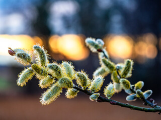Weidenkätzchen der Saalweide