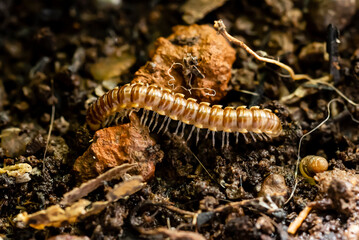 Close-up of a beautiful centipede