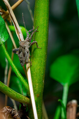 Close up leaf bug with green tree